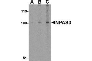 Western Blotting (WB) image for anti-Neuronal PAS Domain Protein 3 (NPAS3) (Middle Region) antibody (ABIN1031026)