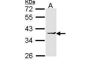 WB Image Sample (30 ug of whole cell lysate) A: H1299 12% SDS PAGE antibody diluted at 1:1000 (EEF1D Antikörper)