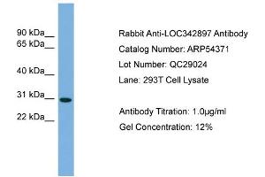 WB Suggested Anti-NCCRP1  Antibody Titration: 0. (NCCRP1 Antikörper  (N-Term))