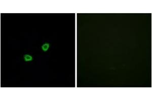 Immunofluorescence (IF) image for anti-Olfactory Receptor, Family 1, Subfamily L, Member 6 (OR1L6) (AA 111-160) antibody (ABIN2890972) (OR1L6 Antikörper  (AA 111-160))