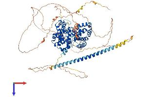 TBC1D10B Protein (AA 1-798) (His tag)