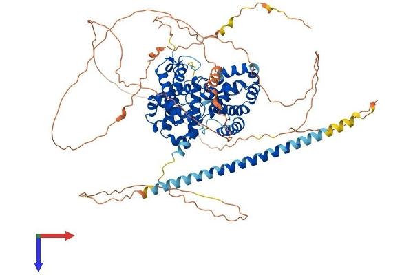 TBC1D10B Protein (AA 1-798) (His tag)