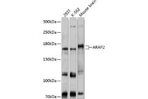 Western blot analysis of extracts of various cell lines, using  antibody (ABIN6129192, ABIN6137061, ABIN6137062 and ABIN6215863) at 1:1000 dilution. (ARAP2 Antikörper  (AA 1405-1704))