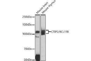 Western blot analysis of extracts of various cell lines, using CTIP2/BCL11B antibody (ABIN7265808) at 1:1000 dilution. (BCL11B Antikörper)