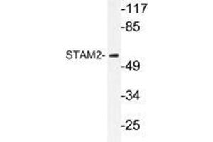 Western blot analysis of STAM2 antibody in extracts from NIH/3T3cells.