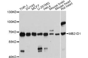 Western blot analysis of extracts of various cell lines, using MB21D1 antibody (ABIN5975830) at 1/1000 dilution.
