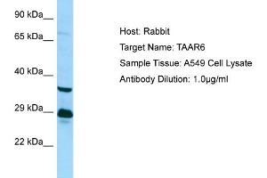 Western Blotting (WB) image for anti-Trace Amine Associated Receptor 6 (TAAR6) (C-Term) antibody (ABIN971839) (TAAR6 Antikörper  (C-Term))