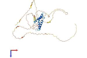 CIART (AA 1-385) protein (His tag)