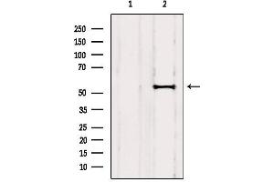 Western blot analysis of extracts from Huvec, using RCN2 Antibody.