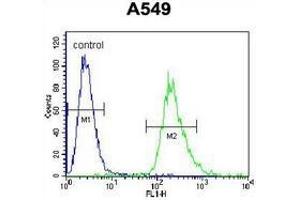 Flow cytometric analysis of A549 cells (right histogram) compared to a negative control cell (left histogram) using  PRR19 Antibody , followed by FITC-conjugated goat-anti-rabbit secondary antibodies. (PRR19 Antikörper  (Middle Region))