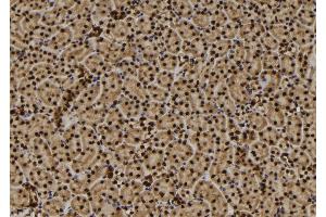 ABIN6272487 at 1/100 staining Mouse kidney tissue by IHC-P. (TMEM37 Antikörper  (N-Term))