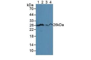 Figure. (Bcl-2 Antikörper  (AA 2-208))