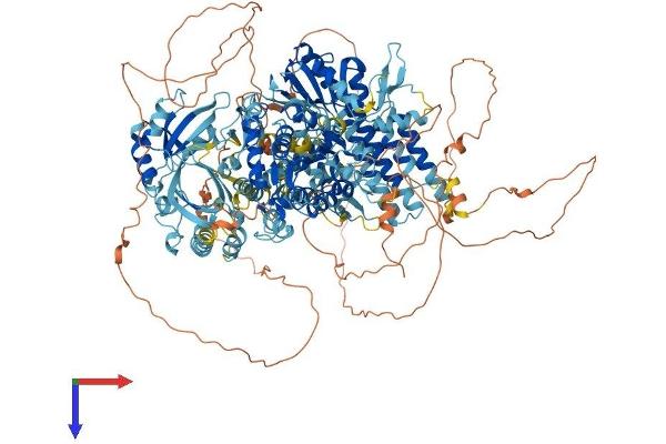 SBNO1 Protein (AA 1-1393) (His tag)