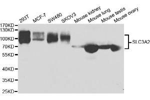 Western blot analysis of extracts of various cell lines, using SLC3A2 antibody. (SLC3A2 Antikörper)
