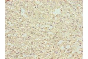 Immunohistochemistry of paraffin-embedded human adrenal gland tissue using ABIN7163048 at dilution of 1:100 (PHF13 Antikörper  (AA 1-300))