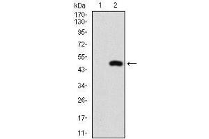 Western blot analysis using NFE2L2 mAb against HEK293 (1) and NFE2L2 (AA: 356-589)-hIgGFc transfected HEK293 (2) cell lysate. (NRF2 Antikörper  (AA 356-589))