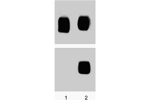 Western blot analysis for p38 MAPK (pT180/pY182). (MAPK14 Antikörper  (pThr180))