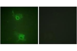 Immunofluorescence analysis of COS7 cells, using S1P Receptor EDG1 (Phospho-Thr236) Antibody. (S1PR1 Antikörper  (pThr236))
