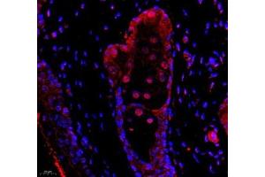 Immunofluorescence (Paraffin-embedded Sections) (IF (p)) image for anti-DEAD (Asp-Glu-Ala-As) Box Polypeptide 19B (DDX19B) antibody (ABIN7073694)