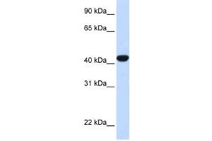 Western Blotting (WB) image for anti-Fumarylacetoacetate Hydrolase (Fumarylacetoacetase) (FAH) antibody (ABIN2458598) (FAH Antikörper)