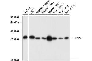 Western blot analysis of extracts of various cell lines using TIMP2 Polyclonal Antibody at dilution of 1:1000. (TIMP2 Antikörper)