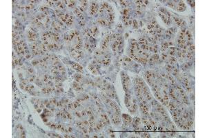 Immunoperoxidase of monoclonal antibody to MGAT4A on formalin-fixed paraffin-embedded human pancreas. (MGAT4A Antikörper  (AA 436-535))