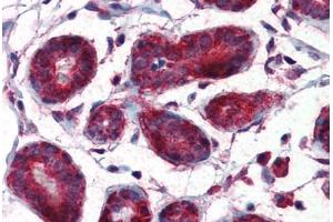 Human Breast (formalin-fixed, paraffin-embedded) stained with MIF antibody ABIN364319 at 5 ug/ml followed by biotinylated anti-mouse IgG secondary antibody ABIN481714, alkaline phosphatase-streptavidin and chromogen. (MIF Antikörper  (AA 1-114))