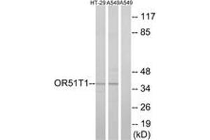 Western blot analysis of extracts from HT-29/A549 cells, using OR51T1 Antibody. (OR51T1 Antikörper  (AA 201-250))
