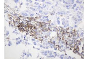 Image no. 4 for anti-CD99 (CD99) antibody (ABIN1497383) (CD99 Antikörper)