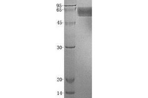 Validation with Western Blot (SLC3A2 Protein (Transcript Variant 2) (His tag))