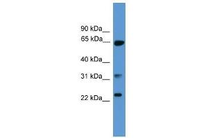 CLTA antibody used at 0. (CLTA Antikörper  (C-Term))