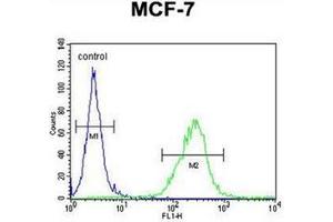Flow cytometric analysis of MCF-7 cells  using OR6C4 Antibody (C-term) Cat. (OR6C4 Antikörper  (C-Term))