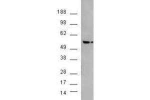 Western Blotting (WB) image for V-Akt Murine Thymoma Viral Oncogene Homolog 3 (Protein Kinase B, Gamma) (AKT3) peptide (ABIN369918)