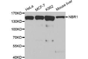 Western blot analysis of extracts of various cell lines, using NBR1 antibody (ABIN5972123). (NBR1 Antikörper)