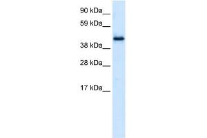 WB Suggested Anti-PLRG1 Antibody Titration:  0. (PLRG1 Antikörper  (N-Term))
