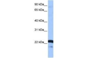 Western Blotting (WB) image for anti-serine/arginine-Rich Splicing Factor 9 (SFRS9) antibody (ABIN2462154) (SFRS9 Antikörper)