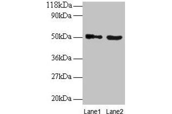 VOPP1 Antikörper  (AA 23-172)