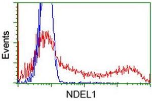HEK293T cells transfected with either RC212323 overexpress plasmid (Red) or empty vector control plasmid (Blue) were immunostained by anti-NDEL1 antibody (ABIN2454688), and then analyzed by flow cytometry. (NDEL1 Antikörper)