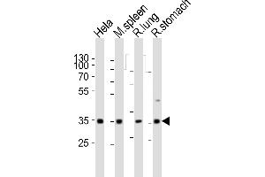 Western blot analysis of lysates from Hela cell line, mouse spleen, rat lung, rat stomach tissue (from left to right), using Ccnd3 Antibody (N-term) (ABIN6242272 and ABIN6577680). (Cyclin D3 Antikörper  (N-Term))