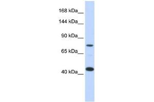 Western Blotting (WB) image for anti-Low Density Lipoprotein Receptor-Related Protein 8, Apolipoprotein E Receptor (LRP8) (Middle Region) antibody (ABIN2781990)