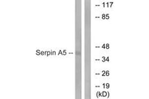 Western blot analysis of extracts from Jurkat cells, using Serpin A5 Antibody.