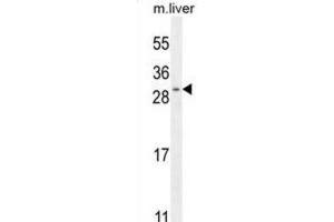 Western Blotting (WB) image for anti-Shisa Homolog 3 (SHISA3) antibody (ABIN2996383) (SHISA3 Antikörper)