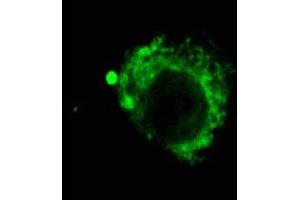 Immunocytochemistry/Immunofluorescence analysis using Rat Anti-LAMP2 Monoclonal Antibody, Clone GL2A7 . (LAMP2 Antikörper  (FITC))