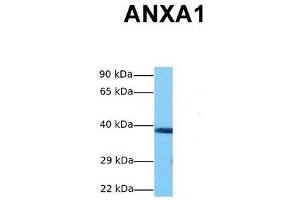 Western Blotting (WB) image for anti-Annexin A1 (ANXA1) (N-Term) antibody (ABIN2774833)