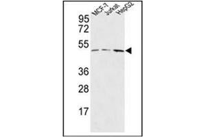 Western blot analysis of HAPLN1 Antibody (N-term) in MCF-7,Jurkat,HepG2 cell line lysates (35ug/lane). (HAPLN1 Antikörper  (N-Term))