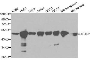 Western blot analysis of extracts of various cell lines, using ACTR3 antibody. (ACTR3 Antikörper  (AA 1-418))