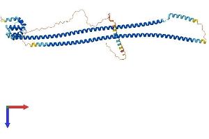 CARD9 Protein (AA 1-536) (His tag)