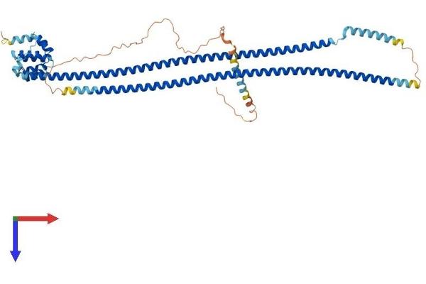 CARD9 Protein (AA 1-536) (His tag)