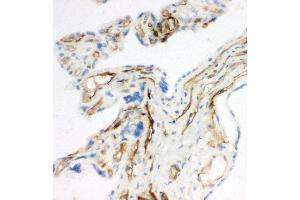 Anti-CD34 antibody, IHC(F) IHC(F): Rat Placenta Tissue (CD34 Antikörper  (C-Term))