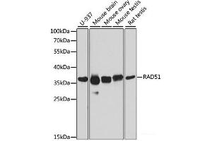 Western blot analysis of extracts of various cell lines using RAD51 Polyclonal Antibody at dilution of 1:1000. (RAD51 Antikörper)